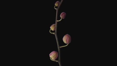 Time-lapse of opening soft pink Phalaenopsis orchid with ALPHA channel Stock Footage 127345885