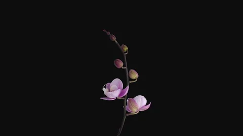 Time-lapse of opening soft pink Phalaenopsis orchid in RGB + ALPHA matte format Stock Footage 129419995