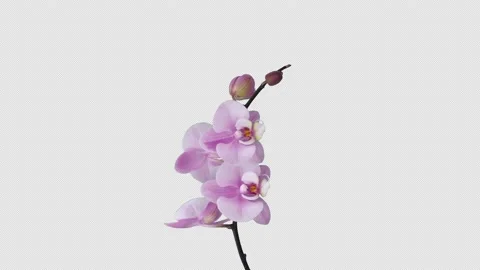 Time-lapse of opening soft pink Phalaenopsis orchid, 4K with ALPHA channel Stock Footage 149987865