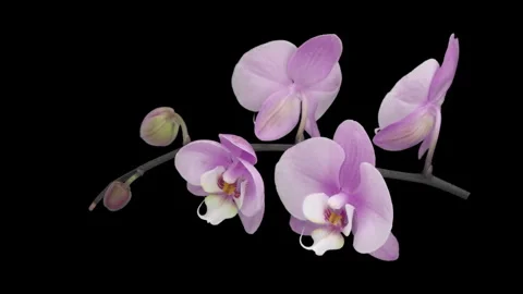 Time lapse of opening soft pink Phalaenopsis orchid Видео 340615226
