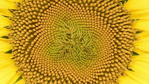 Time Lapse opening Sunflower Head close-up Stock Footage 221276837