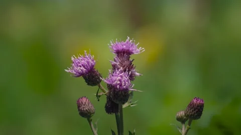 Time lapse of opening thistle flowers Video stock 165826972