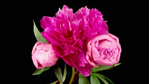 Time Lapse of Opening Three Beautiful Pink Peony Flowers Stock Footage 156616045