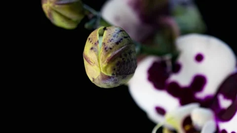 Time-lapse of opening three orchid flowers 4K on black background Stock Footage 148084313