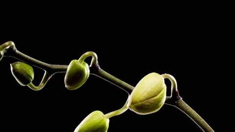 Time-lapse of opening three orchid flowers 4K on black background Stock Footage 151473182