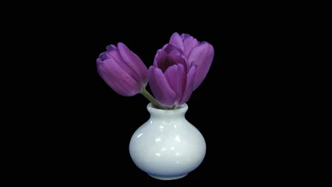 Time-lapse of opening three purple tulips, 4K with ALPHA channel Video stock 135862364