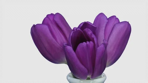 Time lapse of opening three purple tulips with ALPHA channel Stock Footage 319817062