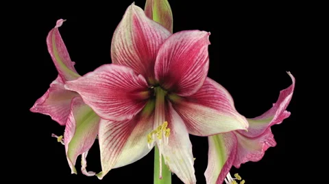 Time-lapse opening Tosca amaryllis Christmas flower in RGB + ALPHA matte format Stock Footage 66134971