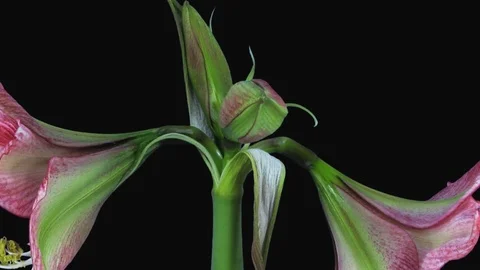 Time-lapse opening Tosca amaryllis Christmas flower with ALPHA channel Stock Footage 70389228