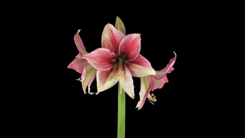 Time-lapse opening Tosca amaryllis Christmas flower with ALPHA channel Stock Footage 84296214