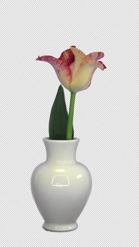 Time lapse of opening tulip flower with ALPHA channel, vertical orientation Stock-Footage 329553391