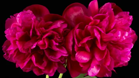 Time Lapse of Opening Two Beautiful Red Peony Flowers Stock Footage 156969004