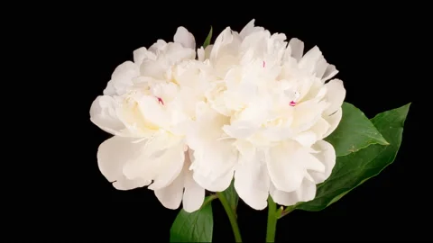 Time Lapse of Opening Two Beautiful White Peony Flowers Vidéo 158380485