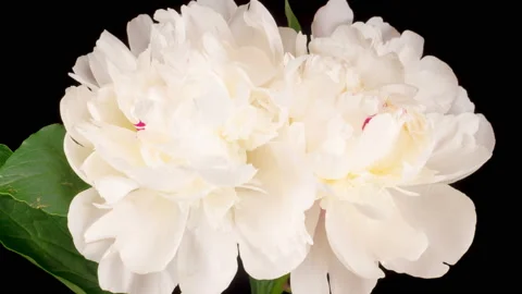Time Lapse of Opening Two Beautiful White Peony Flowers Stock Footage 158807179