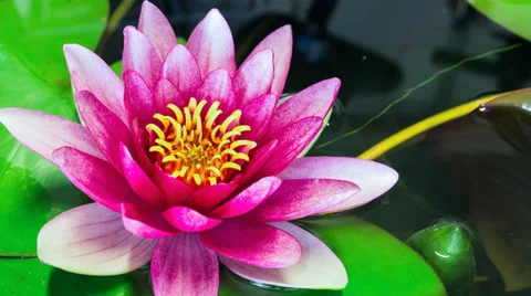 Time lapse opening of water lily flower. Stock Footage 38656046