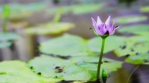 Time lapse opening of water lily flower Video stock 45294827
