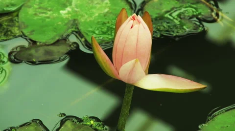 Time lapse opening of water lily flower Видео 45294850