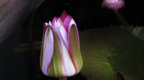 Time lapse opening of water lily flower Stock Footage 45294883