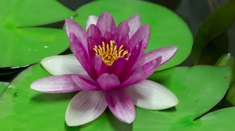 Time lapse opening of water lily flower.Motion Stock Footage 45603384