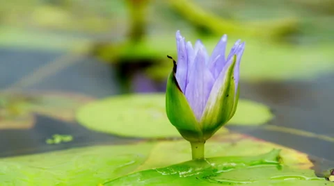 Time lapse opening of water lily flower Stock Footage