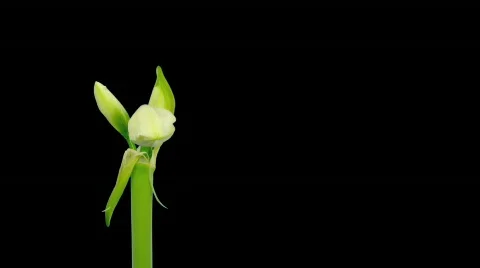 Time-lapse opening white amaryllis bud ALPHA matte 13 Stock Footage 292404