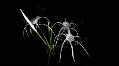 Time-lapse Opening white amaryllis (Amaryllis. Hymenocallis. caribaea Herb) Stock Footage 12093499