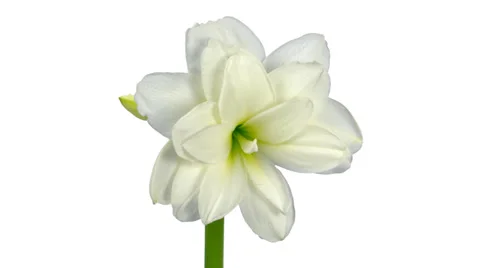 Time-lapse of opening white amaryllis Christmas flower 13b3 (DCI-3K) Stock Footage 36144655