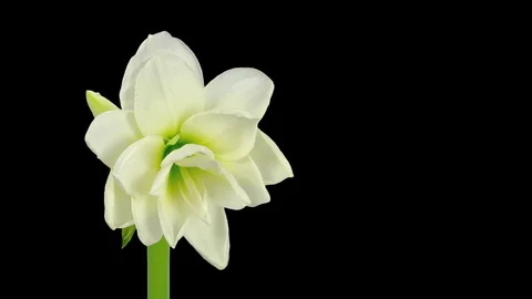 Time-lapse of opening white amaryllis Christmas flowe with ALPHA channel Stock Footage 86421080