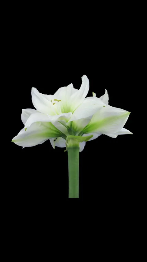 Time lapse of opening white amaryllis Christmas flower, vertical orientation Stock Footage 296278950