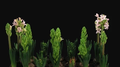 Time-lapse of opening white and pink hyacinth flowers with ALPHA channel Stock Footage 103454334