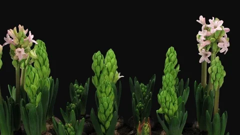 Time-lapse of opening white and pink hyacinth in RGB + ALPHA matte format Stock Footage 106254709