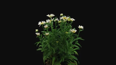 Time-lapse of opening white and yellow Daisy flowers with ALPHA channel Stock Footage 114293110