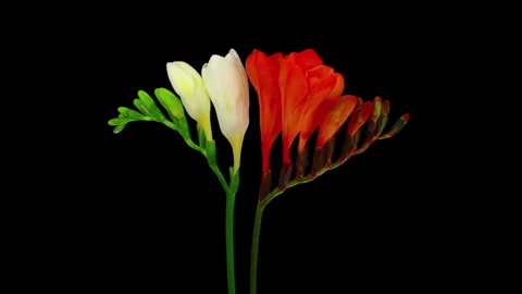 Time lapse of opening white and orange freesia flowers Stock-Footage 311145834