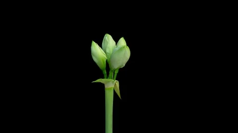 Time lapse of opening white Avalanche amaryllis flower isolated on black Stock Footage 253763878
