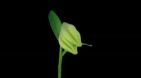 Time-lapse of opening white Easter lily ALPHA matte 9a Stock Footage 744797