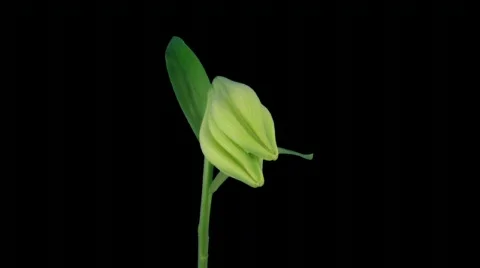 Time-lapse of opening white Easter lily ALPHA matte 9a Stock Footage 744830
