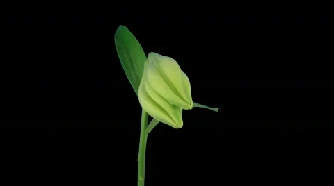 Time-lapse of opening white Easter lily ALPHA matte 9b Stock Footage 744880