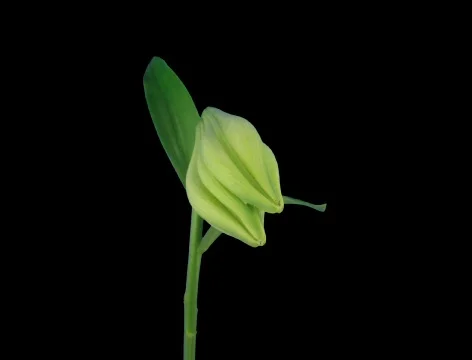 Time-lapse of opening white Easter lily 9c (Cinema 2K) Stock-Footage 744990