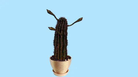 Time-lapse Opening white Echinopsis flower buds blue screen,  Video stock 39884529