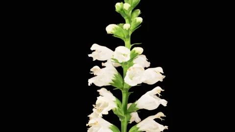 Time Lapse of Opening White Flowers of Physostegia on a Black Background Stock Footage 158806939