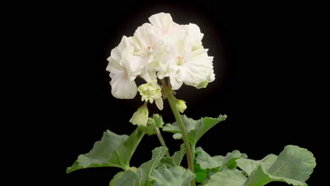 Time Lapse of Opening White Geranium ( Pelargonium ) Flower Stock Footage 165455868
