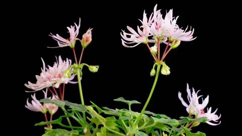 Time Lapse of Opening White Geranium Pelargonium Flower Stock Footage 280483405