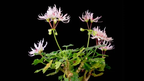 Time Lapse of Opening White Geranium Pelargonium Flower Stock Footage 281653999