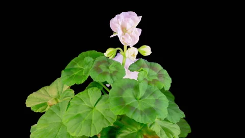 Time Lapse of Opening White Geranium Pelargonium Flower Stock Footage 321353983