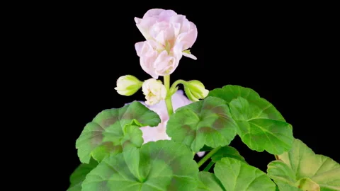 Time Lapse of Opening White Geranium Pelargonium Flower Stock Footage 322118883