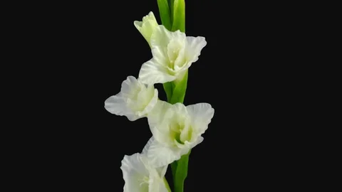 Time-lapse of opening white gladiolus flower with ALPHA channel Stock Footage 92292081