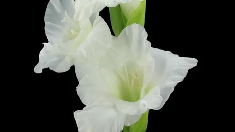 Time-lapse of opening white gladiolus flower in RGB + ALPHA matte format Stock Footage 94601954