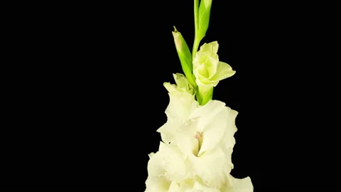 Time lapse of Opening White Gladiolus Flower Video stock 111725575