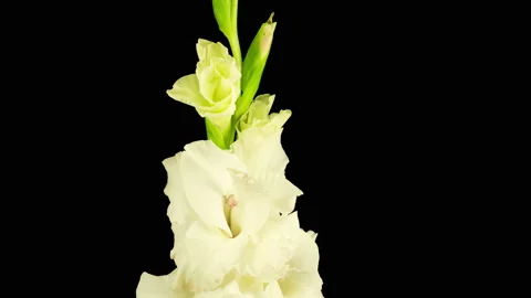 Time lapse of Opening White Gladiolus Flower Vidéo 112619281