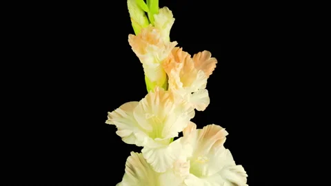 Time lapse of Opening White Gladiolus Flower Vidéo 112619449